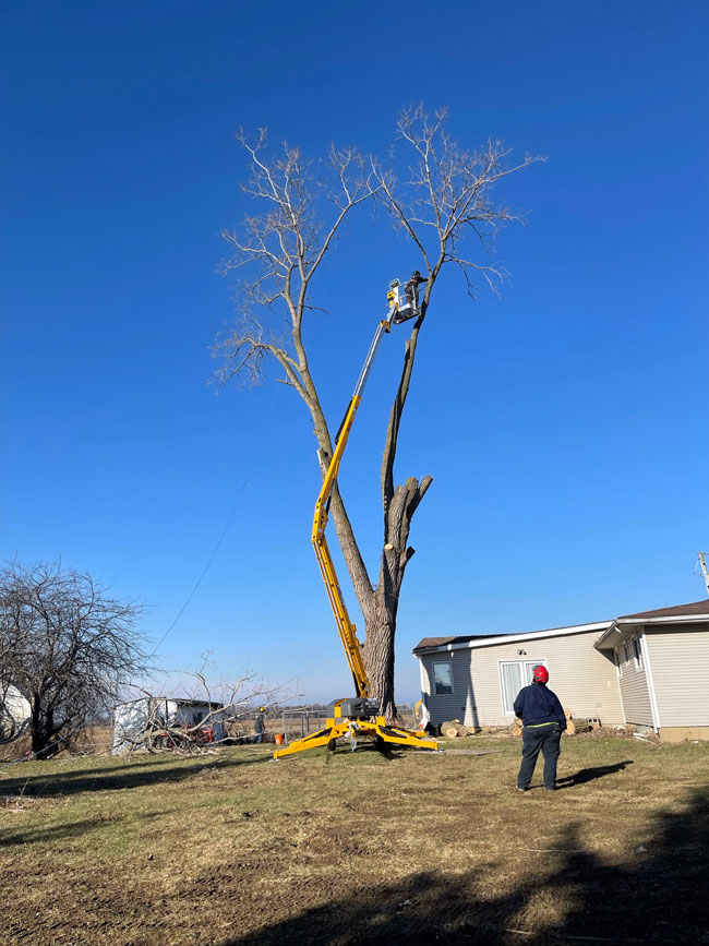 large tree