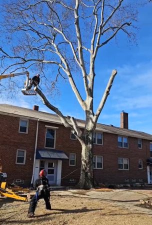 tree removal page top